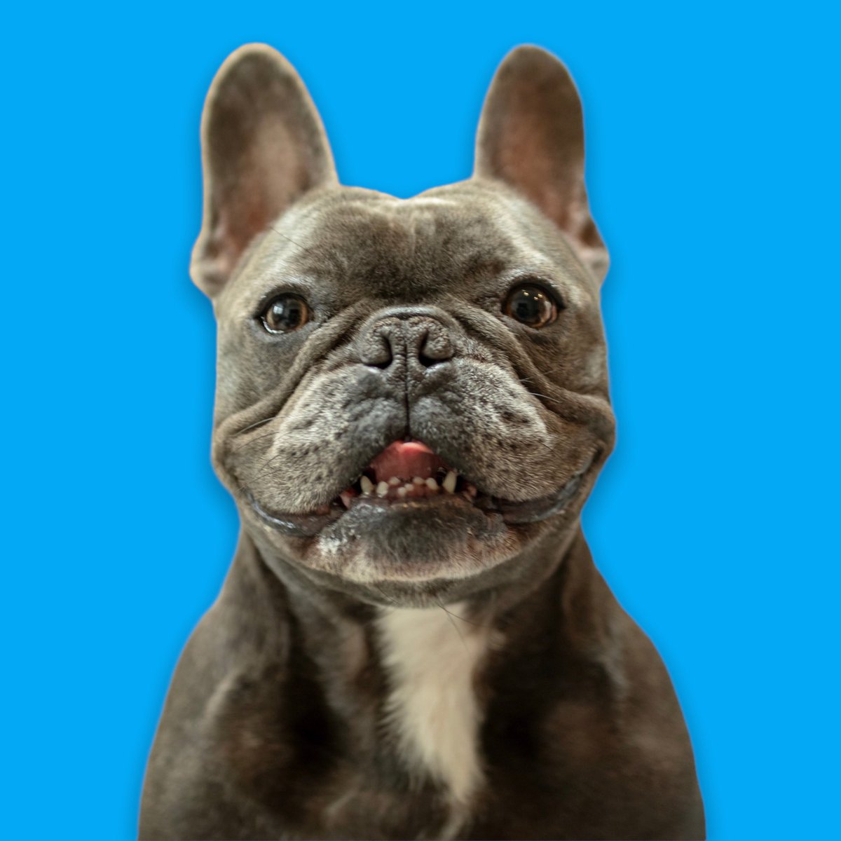 BrodyFrenchie's tweet photo. https://t.co/5XkXuhDJfT 💙 #NFT #nftphotography #NFTARTS #NFTCommunity https://t.co/m5Civ3LAG8