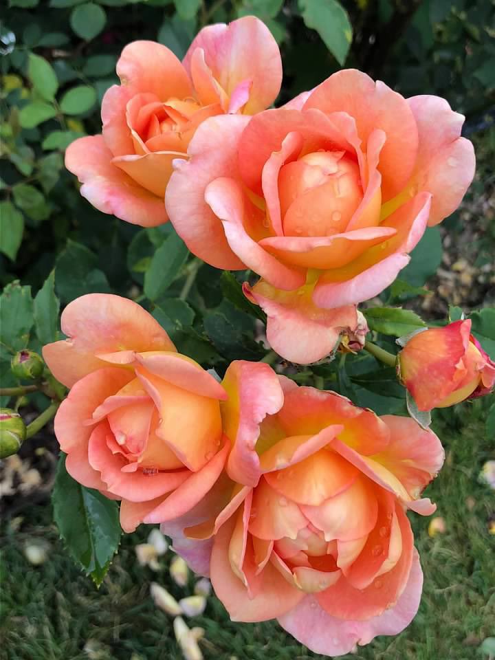 IvyGateFlowers's tweet photo. #RoseWednesday #BrooklynBotanic https://t.co/wX3gDTRvTO