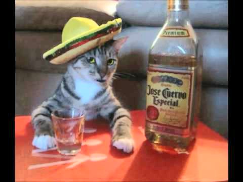 AndstuffL's tweet image. Contestant:  "What is World War 2?"

Mayim:  (Laughs hysterically).  No, sorry, the answer is the assassination of Abraham Lincoln!" (Laughs more)

#StopHerPlease #JeopardyCollegeChampionship #Jeopardy