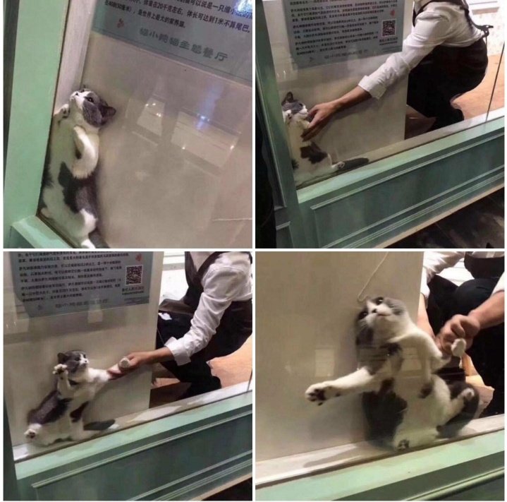 MyCatsYouCats's tweet photo. Cuando llegan visitas y te obligan a saludar.... https://t.co/yoEgrQs0iZ