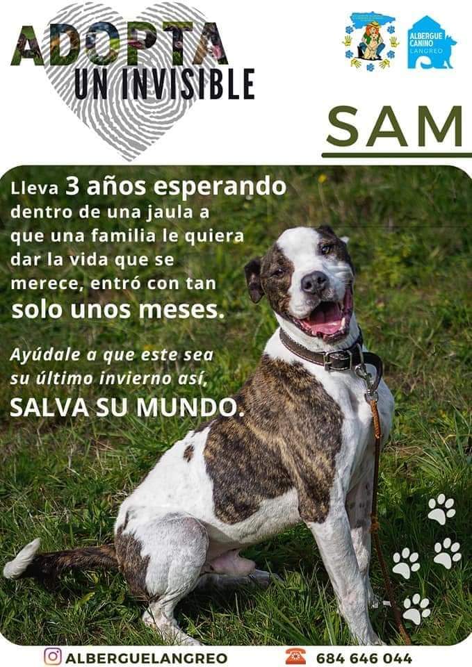 Asoc. Voluntarios Albergues Animales Asturias tweet media