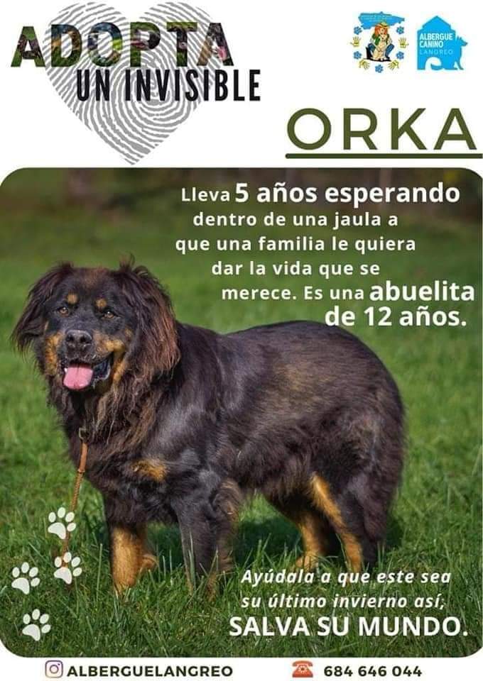 Asoc. Voluntarios Albergues Animales Asturias tweet media
