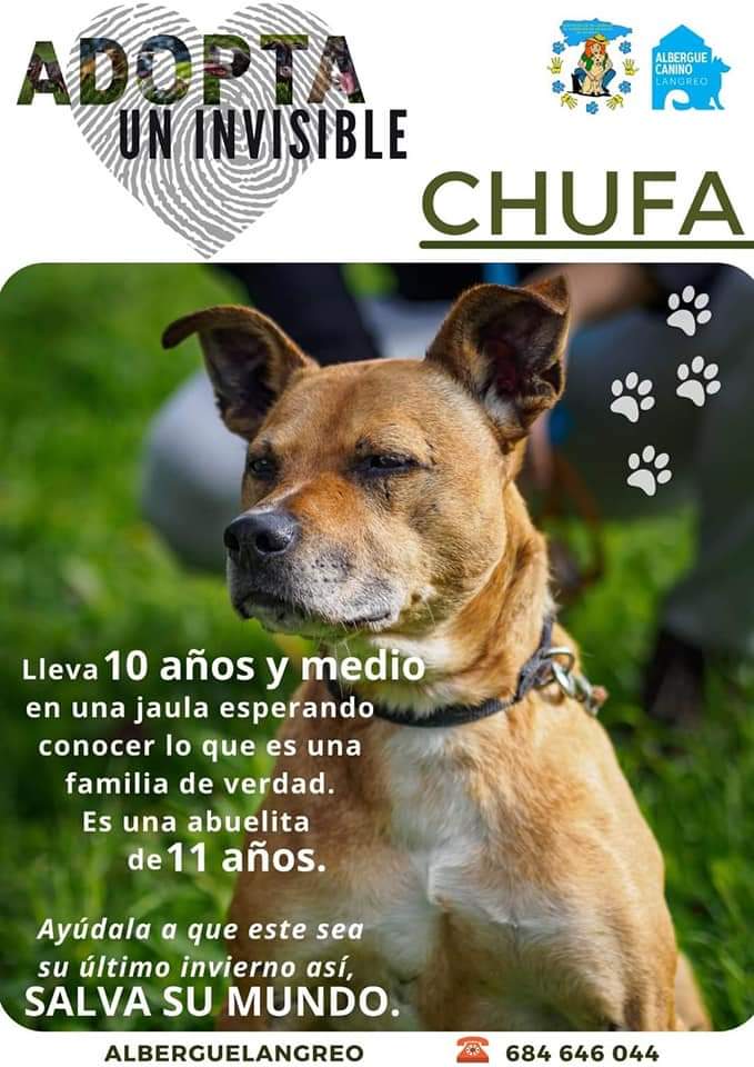 Asoc. Voluntarios Albergues Animales Asturias tweet media