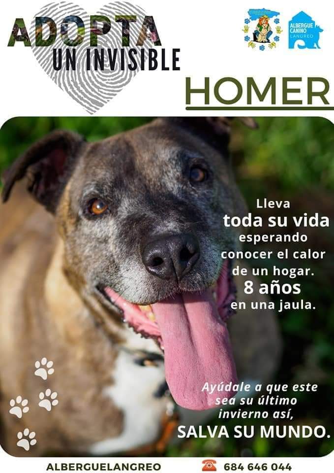Asoc. Voluntarios Albergues Animales Asturias tweet media