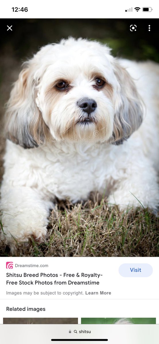 cassiegeers's tweet photo. The cooks @ my work commented on my hair (I just got highlights) and said it’s too white. Then proceeded to show me a pic of his dog (example below) and says I look like her 😭😭😭😭 https://t.co/j8RZbgiDY9
