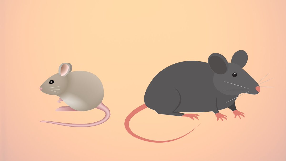 Congratulations to my amazing colleague @ivana_p_maric for publishing this paper on sex and species differences in the development of diet-induced obesity and metabolic disturbances in rodents 🥳

👉🏻 frontiersin.org/articles/10.33… #dietinducedobesity #obesityresearch #sexdifferences