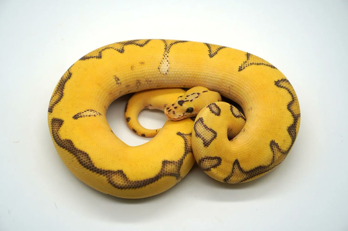 Orange Dream Enchi Fire Fly Red Stripe Clown Ball Python https://t.co/nqkIlwEmPh