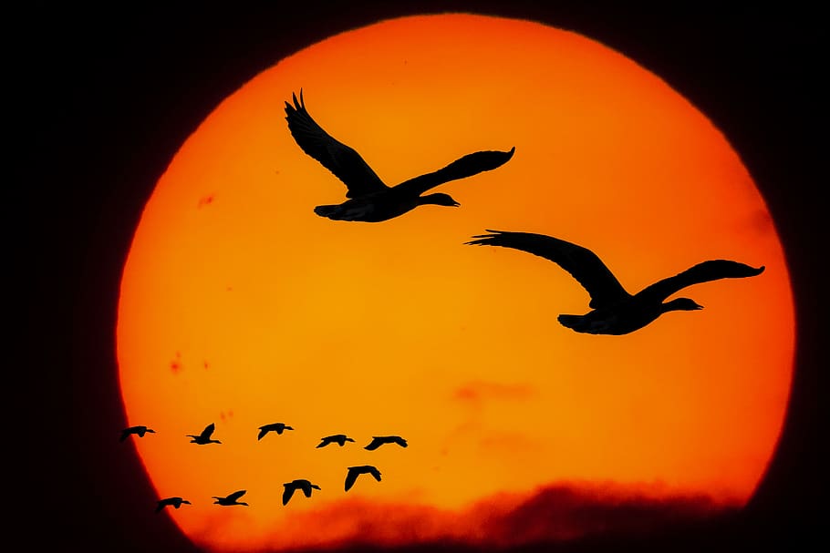 Круг как птицы улетят. Птички на закате. Закат солнца и птицы. Птица солнца. Птица на фоне солнца.