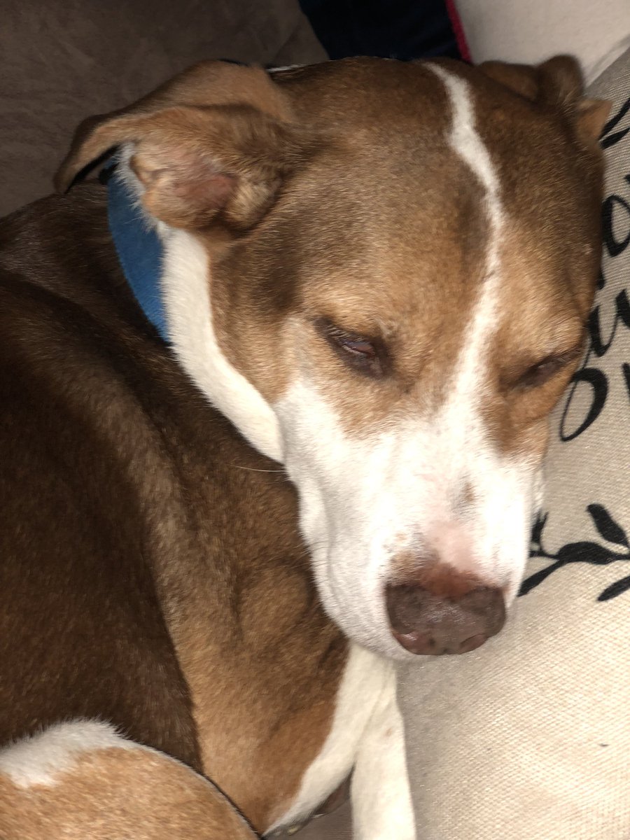 Good night to everyone, especially this good boi.