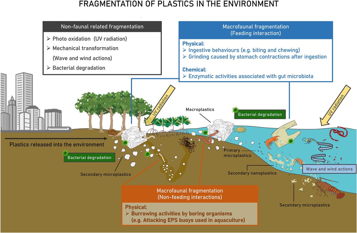 Dr Lyle D Vorsatz (@lylevorsprung) on Twitter photo Honoured to be part of this review in @ELSenviron examining the roles that macrofauna play in the fragmentation of macro to micro and nano plastics! Led by <a href="/mandydrms/">Mandy So</a> with @SCannicci and <a href="/cnot_paleo_hku/">Christelle Not</a> it’s available for free for the next ~40 days <a href="/LabImeco/">iMEco Lab</a> <a href="/SWIMSHKU/">The Swire Institute of Marine Science (SWIMS) HKU</a> Honoured to be part of this review in @ELSenviron examining the roles that macrofauna play in the fragmentation of macro to micro and nano plastics! Led by <a href="/mandydrms/">Mandy So</a> with @SCannicci and <a href="/cnot_paleo_hku/">Christelle Not</a> it’s available for free for the next ~40 days <a href="/LabImeco/">iMEco Lab</a> <a href="/SWIMSHKU/">The Swire Institute of Marine Science (SWIMS) HKU</a>
