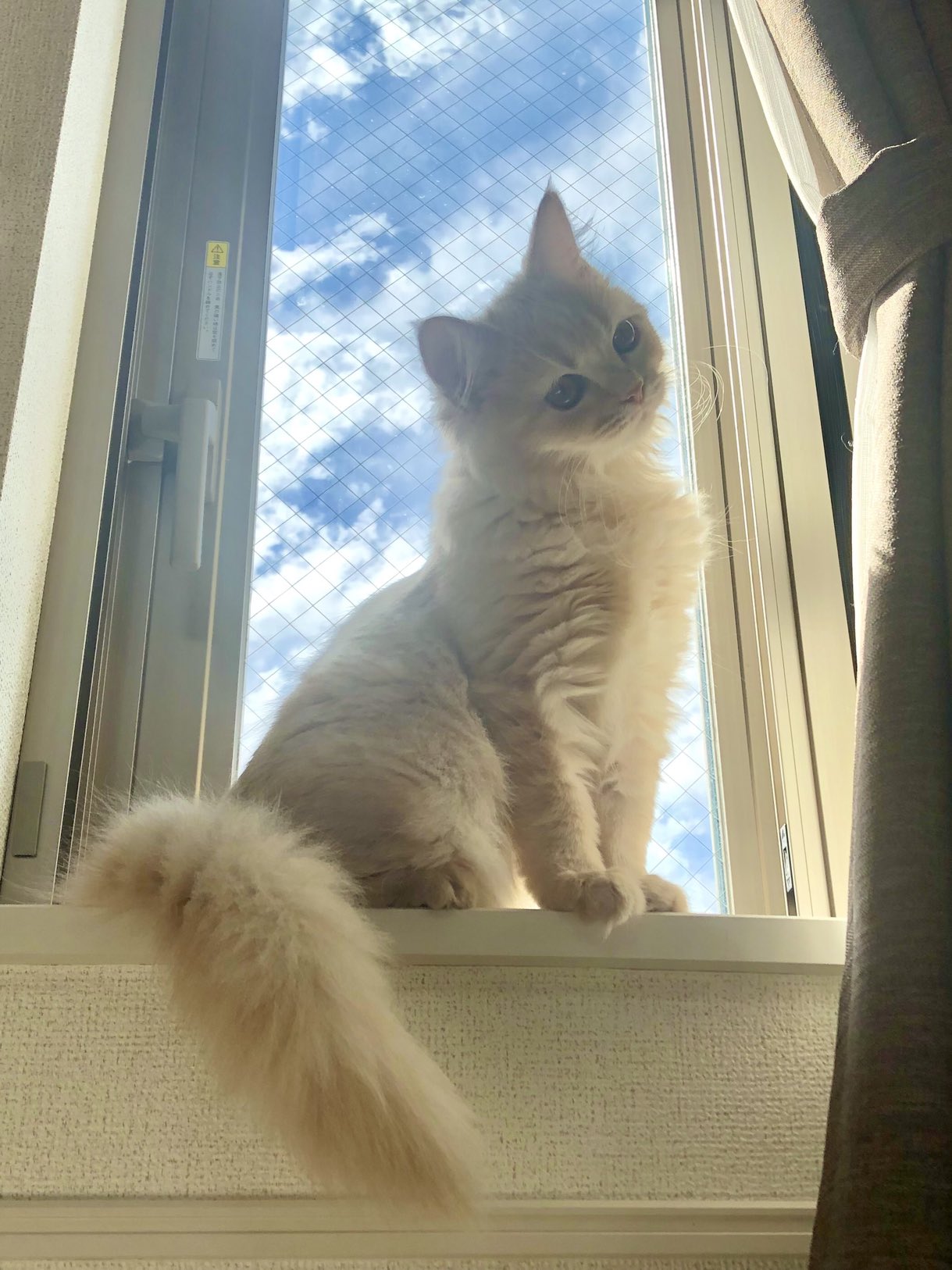 ラガマフィンのメル 奇跡の一枚撮れました 猫 Cat ラガマフィン 奇跡の一枚 T Co Fcjyttyeg1 Twitter ラガマフィンのメル 奇跡の一枚撮れました 猫 Cat ラガマフィン 奇跡の一枚 T Co Fcjyttyeg1 Twitter