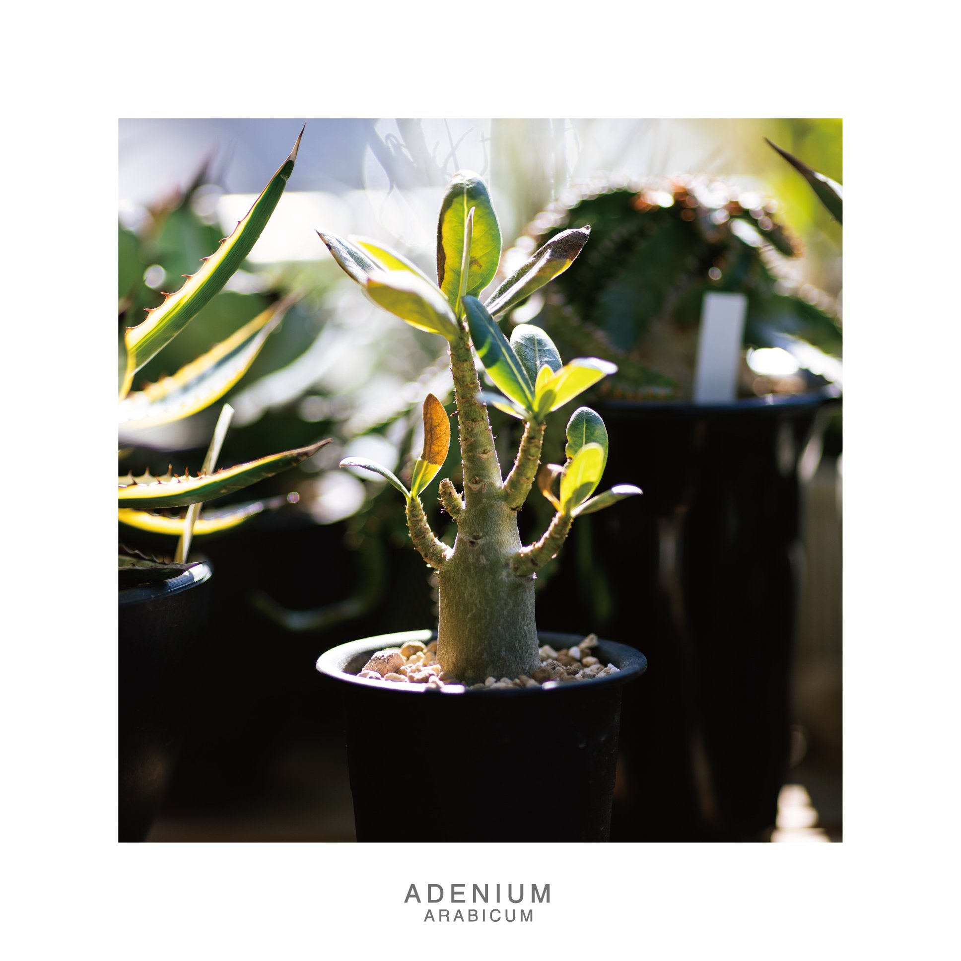 アデニウム Twitter Search Twitter