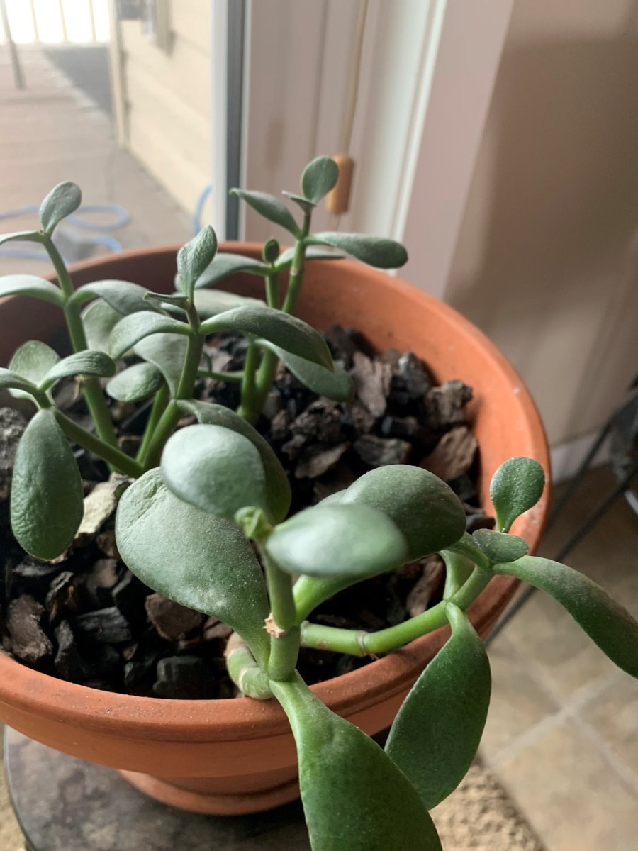jesled2009's tweet photo. Guess our grow light works pretty well for the succulent plant inside. 😉
💫
By one of our customers from CA: @ rk 🥳
#jesled #growlights #lighting #LED https://t.co/827v5UAuDi