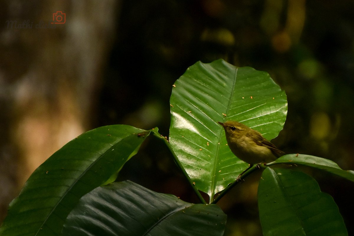 mathi_clicks's tweet photo. #mathiclicks #leafwarbler #birdphotography #birdwatching https://t.co/kcVwaqWQ4g