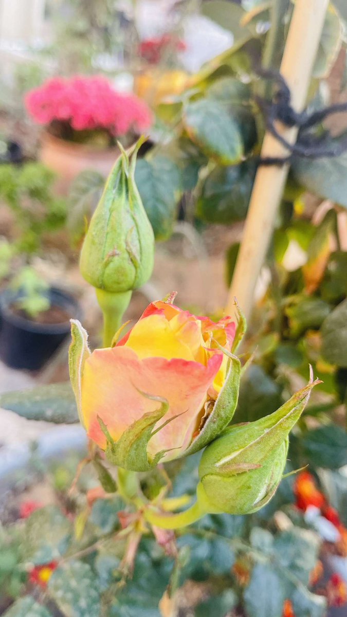 يالله بصبحٍ فيه تنقاد الاسباب
عن سر رزقٍ ماحسبنا حسابه
.
عليك يافتاح عسرات الابواب
ان شح مخلوقٍ بمفتاح بابه

#كارتير_عنبر 
📸