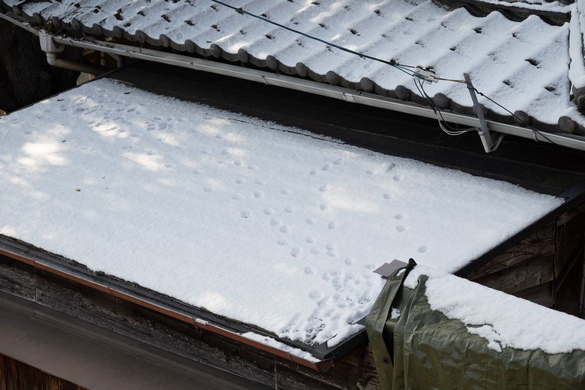 今朝は珍しく尾道にも雪が積もりました リンク先でも雪景色を紹介しているのであわせてご覧くださいね ●尾道観光協会フェイスブック facebook.com/ononavi.jp/pos… #尾道 #尾道の日常風景 #雪景色 #onomichi #おのなび