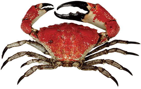 Timothy Clark (@timothy_d_clark) on Twitter photo Postdoc opportunity in the <a href="/EcoGeneticsLab/">EcoGenetics Lab</a> at Deakin University, Warrnambool campus! Aimed at resolving patterns of biological stock structure among Southern Ocean crab fisheries: careers.pageuppeople.com/949/cw/en/job/… Postdoc opportunity in the <a href="/EcoGeneticsLab/">EcoGenetics Lab</a> at Deakin University, Warrnambool campus! Aimed at resolving patterns of biological stock structure among Southern Ocean crab fisheries: careers.pageuppeople.com/949/cw/en/job/…