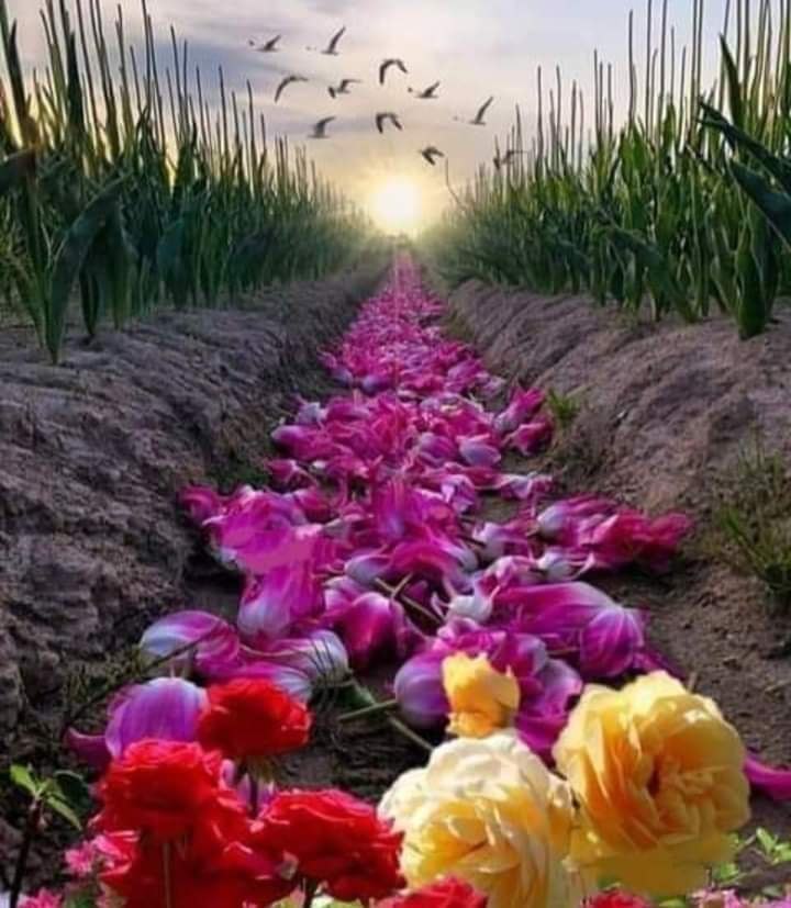 flloerr's tweet image. ✍صباح جميل مع الذين يزهرون القلوب ....إذا نزلوا بها....وكأنهم بقاع القلب أنهارا وعبيرا لا يقاوم ...  
صباح الأمل والتفاؤل.....🌺