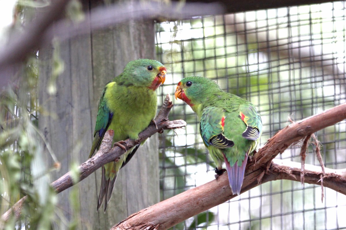 MoonlitSanctuar's tweet image. #SwiftParrots are critically #EndangeredSpecies because of unsustainable logging &amp;amp; an introduced . predator. We&apos;ve just started working with them &amp;amp; here are our first two chicks. #conservation #conservationoptimism