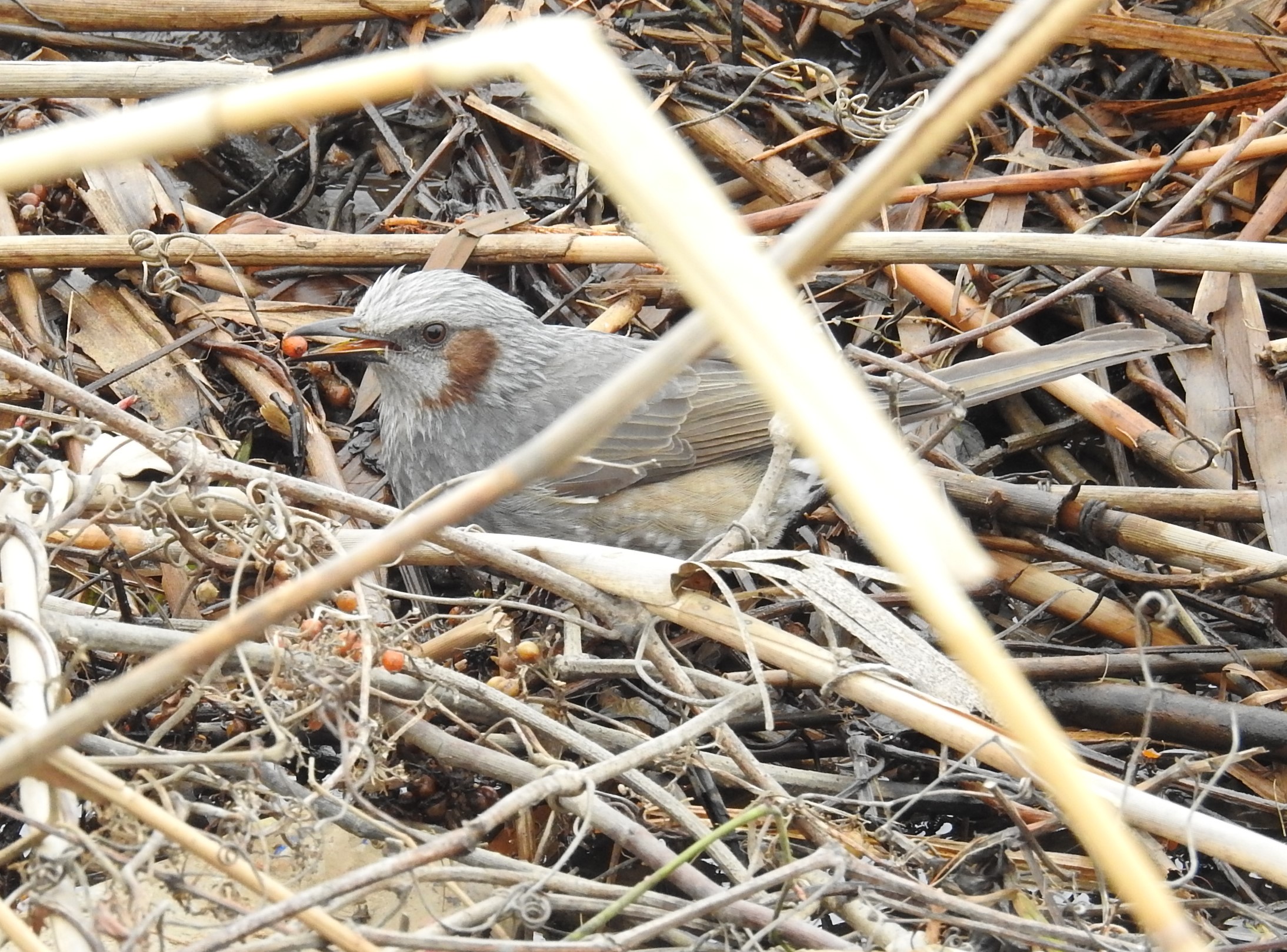 水の駅 ビュー福島潟 園地担当がつぶやく 野の草 潟の花 ときどき鳥や虫vol 50 ヘクソカズラの実をついばむ ヒヨドリと出会いました すごい勢いでパクッ パクッと 口の中に入れていきます よっぽど お腹が空いていたのかな いっぱい食べろ と思う