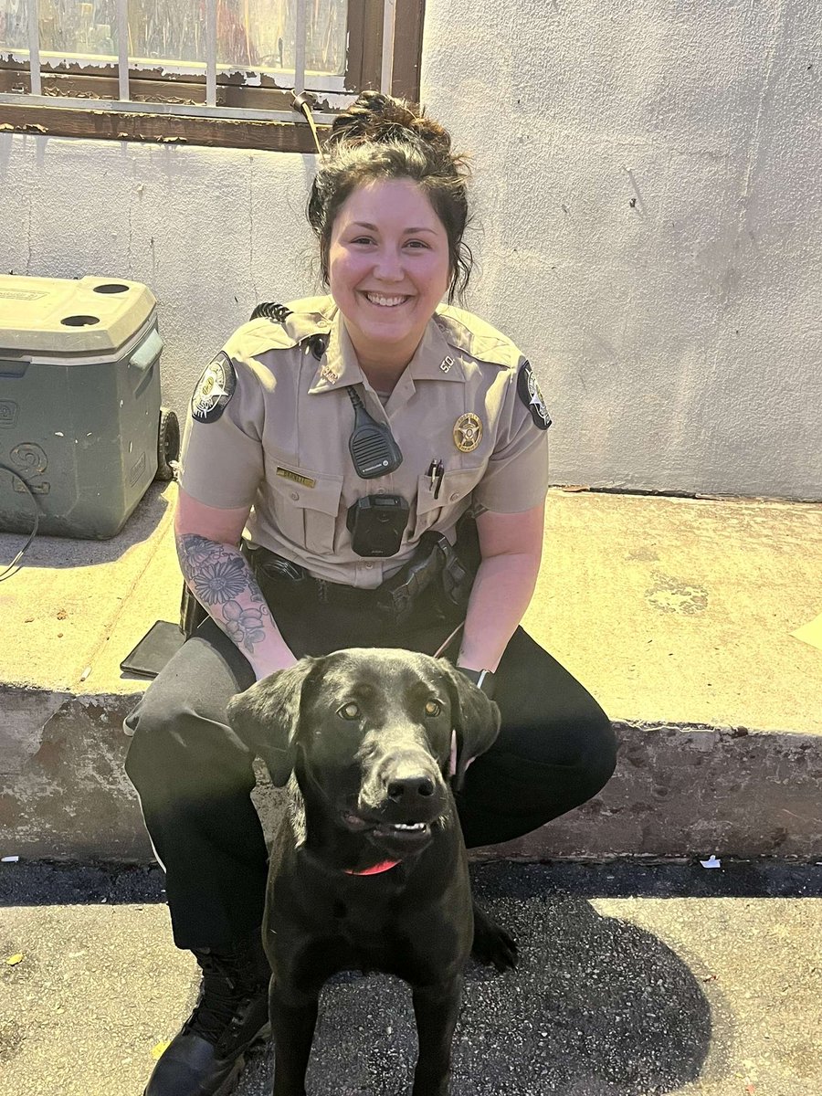 JordanB72891269's tweet photo. Big Cheese 😁 

#k9tora #labrador #workingdog #girlpower #browneyedgirls #hcso https://t.co/TBPzgtZmFC