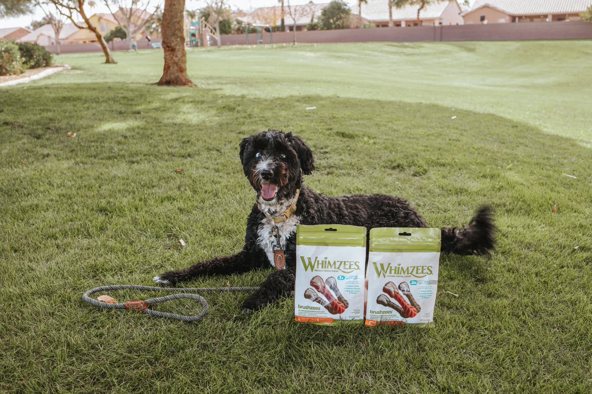 With February being Pet Dental Health Month, I wanted to share a morning in the life of Freya! She loves her @whimzeesus Brushzees to keep her teeth healthy! #WHIMZEES #WHIMZEESbyWellness #ad