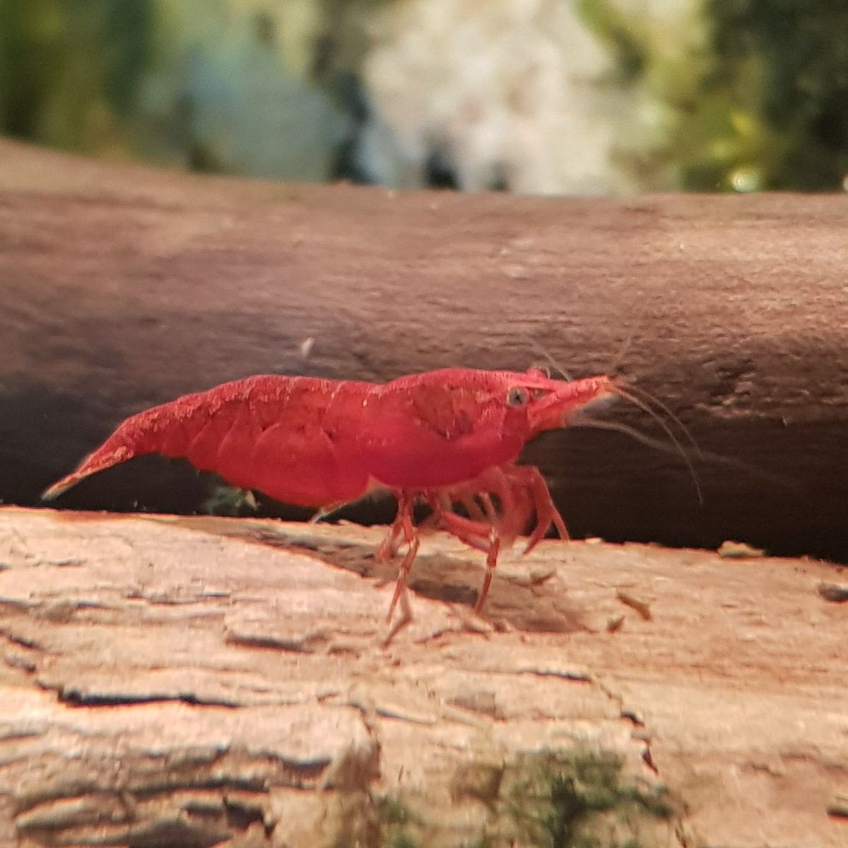 MotokWolf's tweet photo. I got myself some lil guys, lil shimp friends. @SaylDraws told me to name on Neil, now they are all musician, but they look all the same so I made a Chart🦐🦐🦐🦐🦐🦐 https://t.co/WqP9N3y4uP