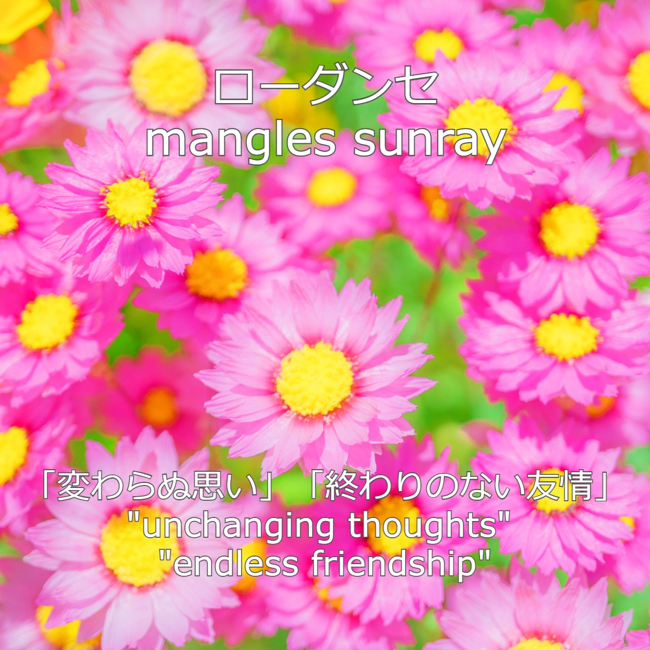 天使とらぞう 新しい朝が来た 本日 2月22日生まれ 日生まれ のあなた様 おめでとうございます あなたの 誕生花 は ローダンセ 花言葉 は 変わらぬ思い 終わりのない友情 誕生色 は 鬱金色 色言葉 は 感性 楽しい 芸術