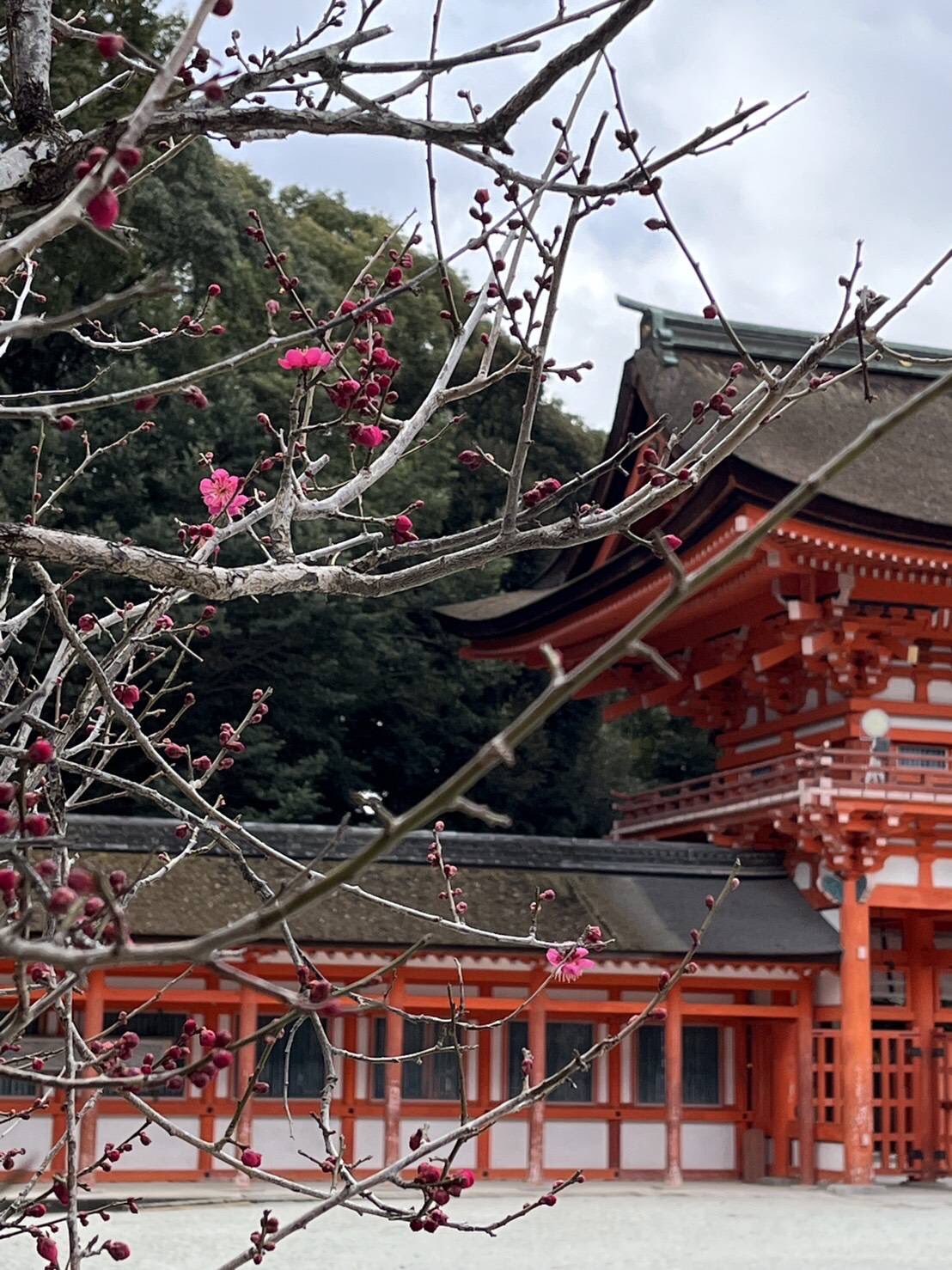 京阪電車おでかけ情報 公式 下鴨神社の境内にある御手洗池のそばの梅の花が咲き始めました 見頃はまだ少し先 暖かい春が待ち遠しいですね 撮影 2 16 下鴨神社は出町柳駅下車 徒歩約10分です 梅 下鴨神社 出町柳駅 京阪 T Co