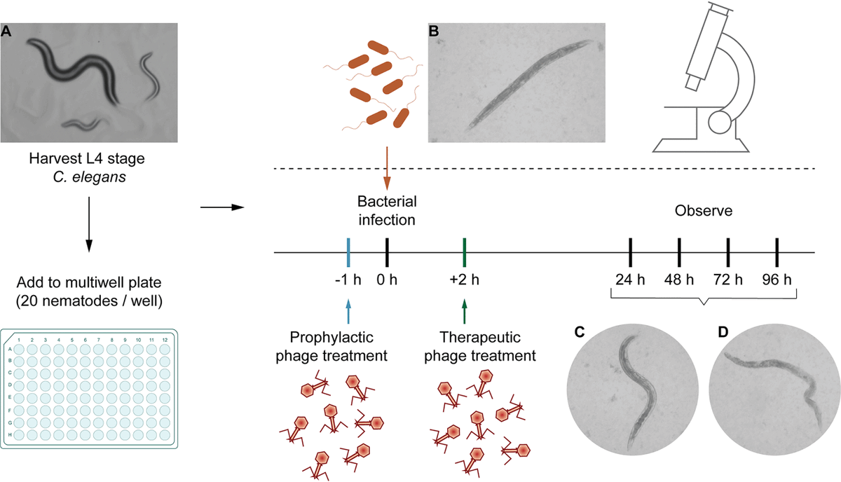 Out today! Our new C. elegans Assay for #phages against Clinical Pathogens in Microbiology Spectrum @JournalSpectrum Thank you @DrPrasanthM @BelindaLoh3 @drpnramesh and team! ❤️ journals.asm.org/doi/10.1128/sp…
