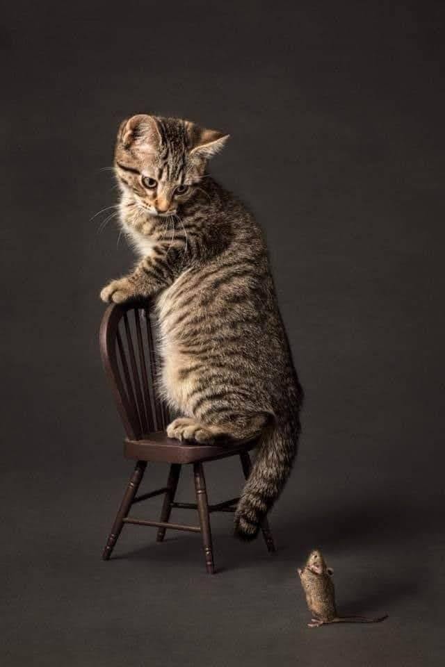 🔴 * la nature humaine * φ ⚫ tweet media