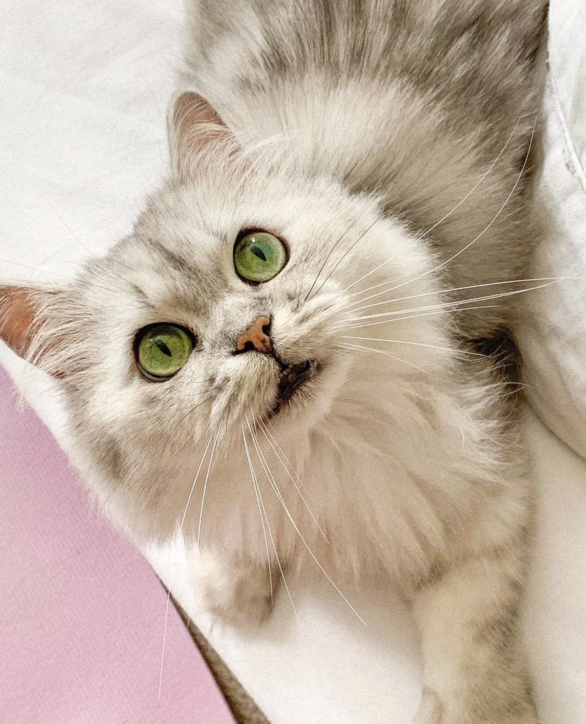 Share a photo of your beloved pet! Here's my 10 yr old Silver Chinchilla cat, Winter ❤️ #cats #CatsOfTwitter