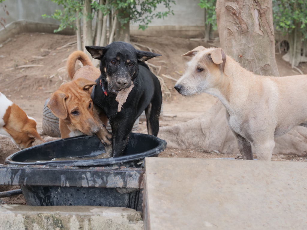 TMTRD - The Man That Rescues Dogs Foundation tweet media