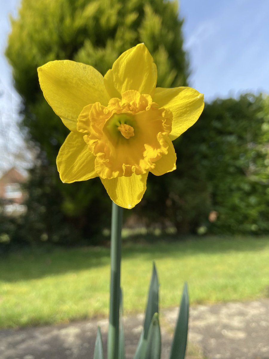 steveatholborn's tweet image. So are we saying that it’s #SpringAlready. Daffodils and crocus flowers in mid February!