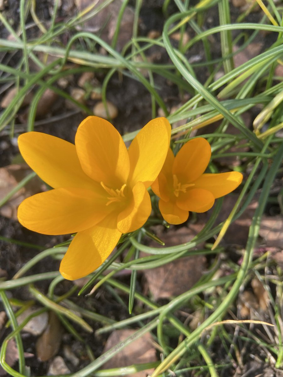 steveatholborn's tweet image. So are we saying that it’s #SpringAlready. Daffodils and crocus flowers in mid February!