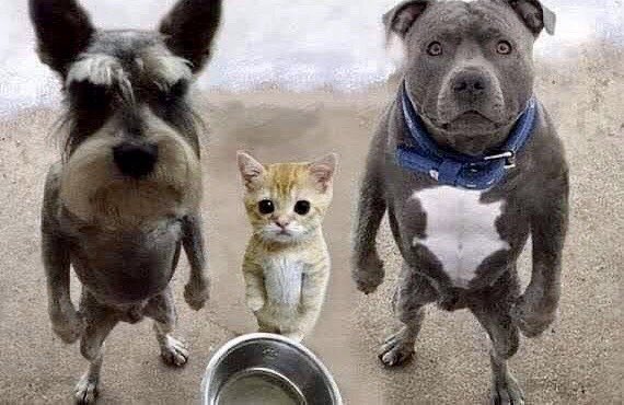 Ну и кто тут котёнку еду не докладывает?