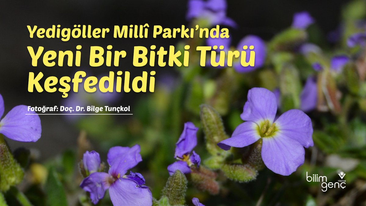 Bartın ve Düzce üniversiteleri ile ABD’deki Missouri Botanik Bahçesinden araştırmacılar, Yedigöller Millî Parkı’nda doğal olarak yetişen yeni bir bitki türü keşfetti.
Detaylar Bilim Genç'te👇
bilimgenc.tubitak.gov.tr/dergi-konulari…