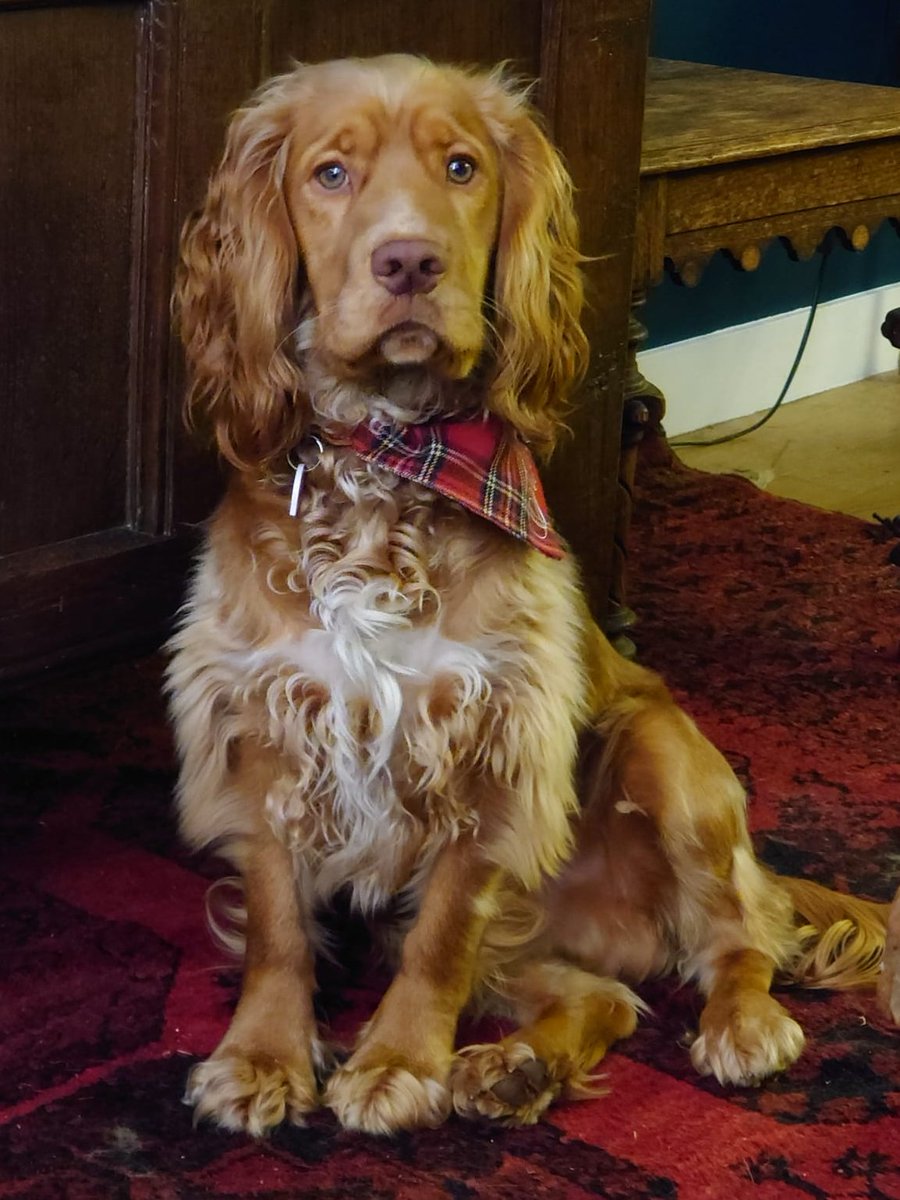 ChesterUcu's tweet photo. And now, a PUPPY APPEAL. "Hello. My name is Solidarity Puppy. My human UCU housemates are on strike next week, so please join us at official picket Exton Park Main Gate 8.30-10.30 all strike days: 21-2, 28 Feb, 1-2 March! PS I look great in UCU pink, too." #ucudogs #FourFights https://t.co/IBRqvrZSKd