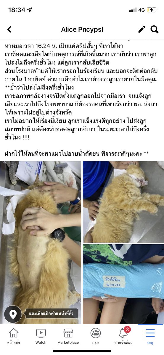 kimmunarr's tweet photo. รบกวนช่วยเราแชร์หน่อยนะคะ 🙇🏻‍♀️
🚫 พาแมวไปตัดขน ไม่ถึงครึ่งชั่งโมง ร้านโทรมาแจ้งเสียชีวิต 🚫
#ตลาดนัดบังทัน #ตลาดนัดnct #ตลาดนัดENHYPEN 

https://t.co/xlNcDI0YPu https://t.co/dDbjgZ94UU