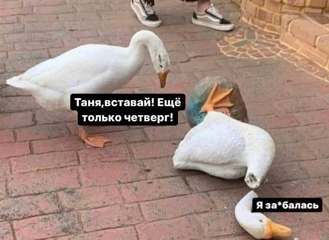 RussianMemesLtd's tweet photo. Tanya, get up! It's only Thursday!

I'm f*cking tired https://t.co/fXkHu57PKL