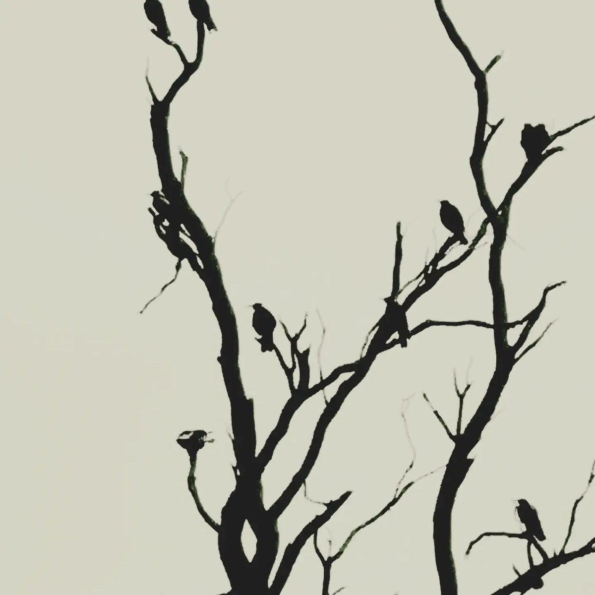 MatWebb2's tweet image. Awesome sunset at home and I got a snap of the local murder swoops settling in for the night, see you in spring muthafuckas🖕🏼