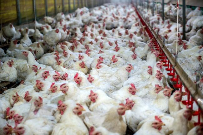 Chickens in a pen
