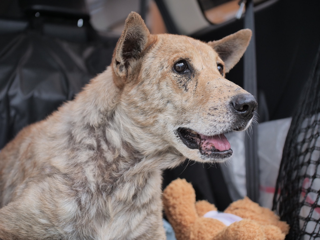 TMTRD - The Man That Rescues Dogs Foundation tweet media