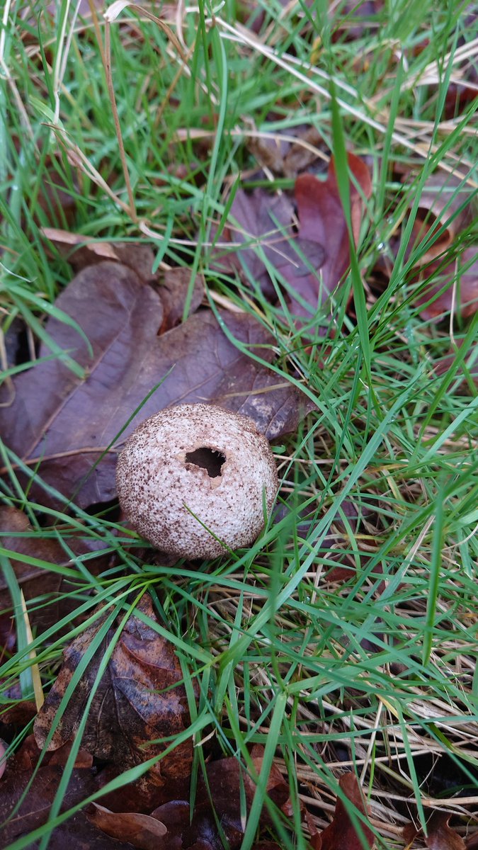 Ecology @ BIGGA (@ecology1bigga) on Twitter photo What a fab place <a href="/NewarkG/">Newark Golf Club</a> is. Heather management of the highest order on the go 🏌️♂️⛳ <a href="/BIGGAMidlands/">BIGGA MIDLAND SECTION</a> What a fab place <a href="/NewarkG/">Newark Golf Club</a> is. Heather management of the highest order on the go 🏌️♂️⛳ <a href="/BIGGAMidlands/">BIGGA MIDLAND SECTION</a>
