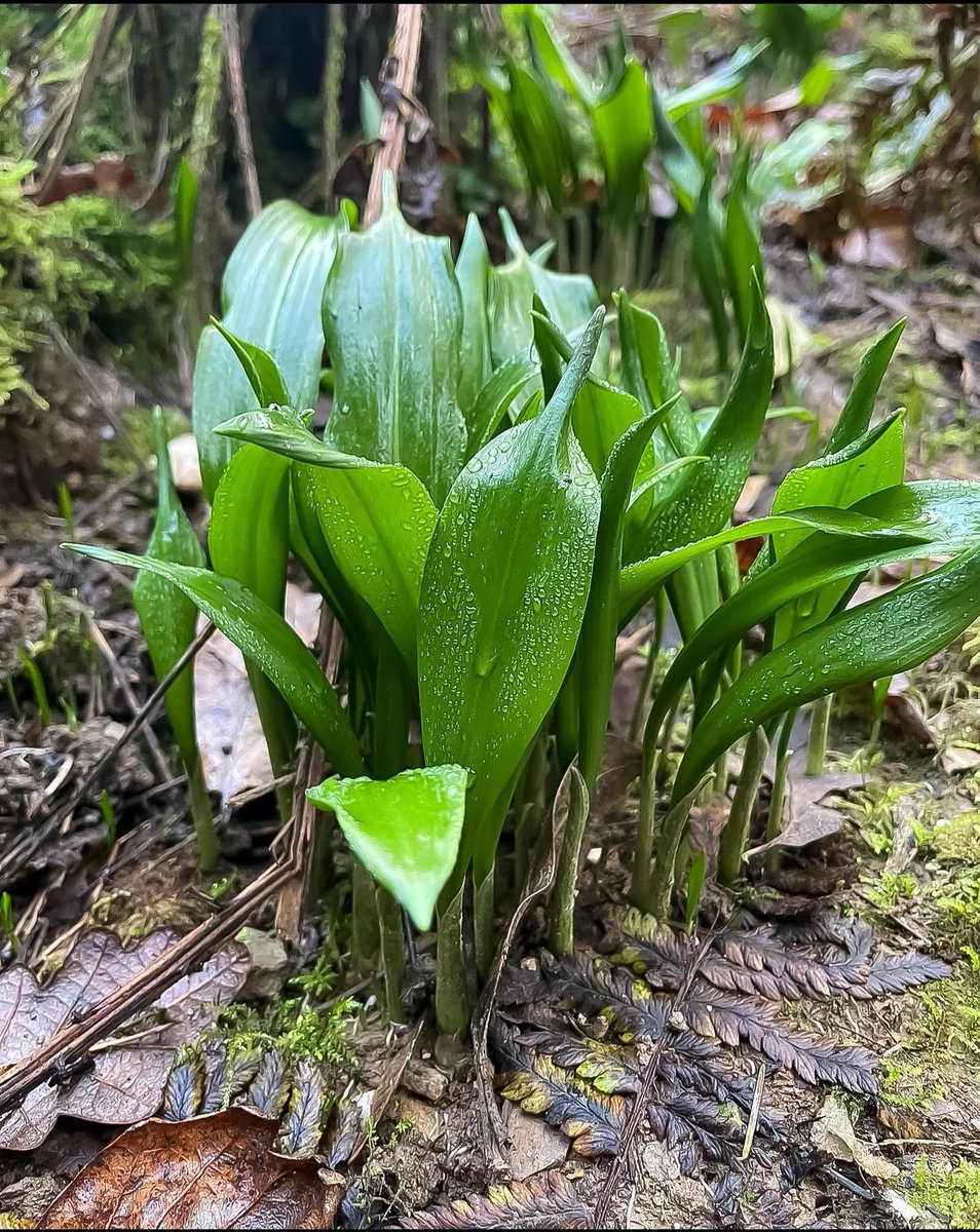 1stChoice_SF's tweet photo. New Season Wild Garlic available from tomorrow
https://t.co/XJnRbZiNyY https://t.co/4s2ab1aN2w