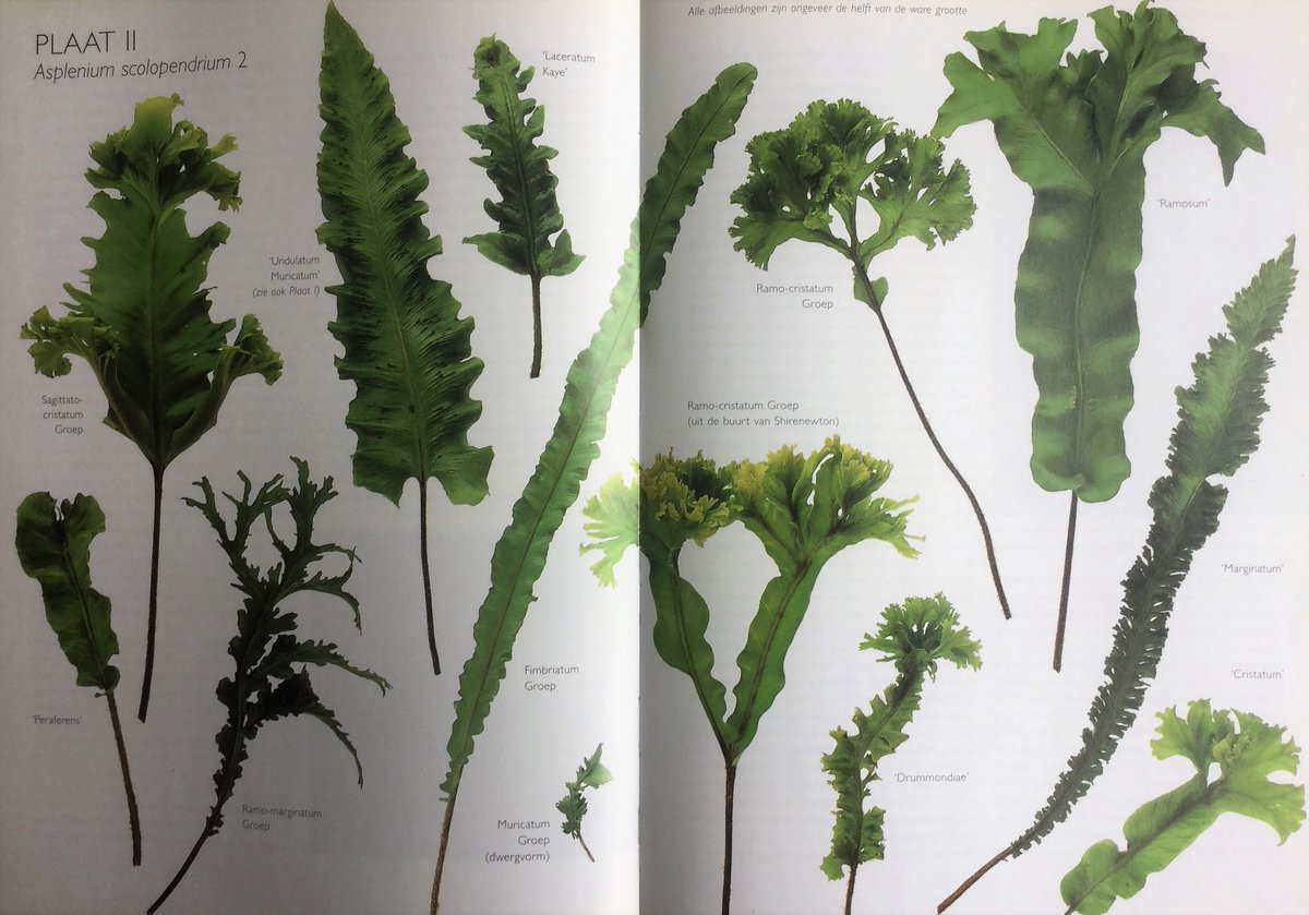 urbane_natuur's tweet photo. Nieuws over vreemdvormige tongvarens: planten met gevorkte bladeren zijn waarschijnlijk van natuurlijke oorsprong; andere vormen antropogeen. Zie: https://t.co/1pMJ1QRZLX @schilthuizen @Naturalis_Sci @BGM_coll_res @BartDryopteris https://t.co/bqhiELHmSE