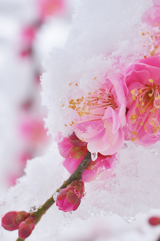 株式会社カスミ みなさま 素敵な週末をお過ごしください スーパーカスミ 茨城 筑波山 梅林 梅 茨城はいいぞ T Co Ykgohmo8ek Twitter