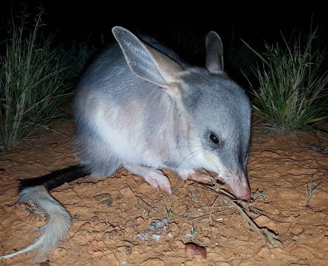 Aly Ross tweet media