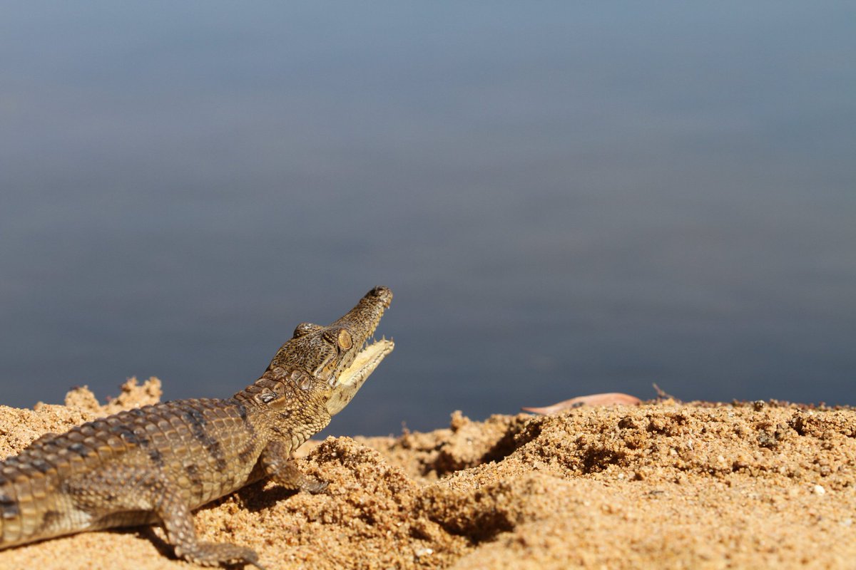 Aly Ross tweet media