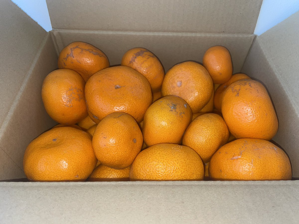 UCHIURA_PRODUCE's tweet photo. 多数の方のご購入ありがとうございます。

追加販売のご要望が多々々数ありました。

本日２０時より再販いたします。
キズや形が不揃い等により本来出荷されない寿太郎みかんを販売します。
おいしく食べて、内浦を応援！
千歌ちゃんのオリジナルポストカードをプレゼント♪
https://t.co/gLxBOIxBX6 https://t.co/4WuuHuVwUJ